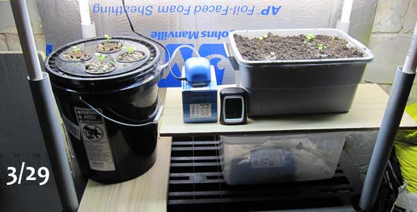 DWC hydroponic lettuce setup