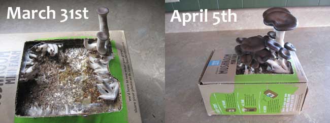 mushroom kit sprouting