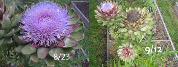 tavor artichoke flower