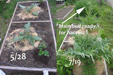 tavor organic artichokes