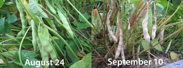 Calypso dried beans ready to harvest