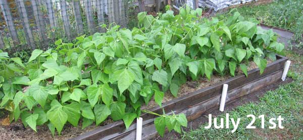 Calypso dried beans in raised bed