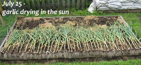 garlic drying in sun