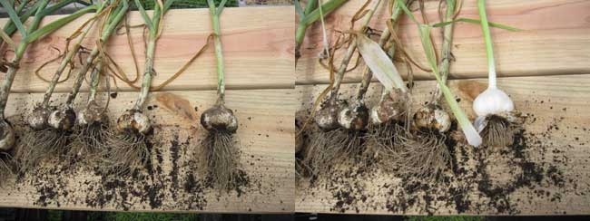garlic bulbs harvested