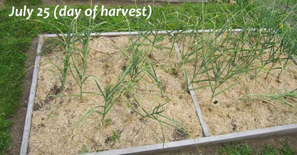 garlic ready for harvest