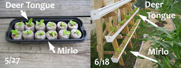 jiffy 7 peat pellets