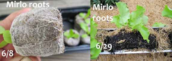 jiffy peat pellets roots