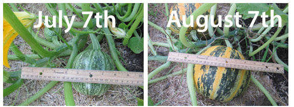 Growing pepita pumpkins