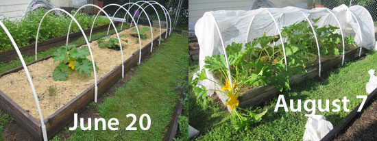Growing pepita pumpkins
