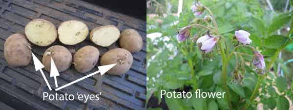 Potato eyes and potato flower