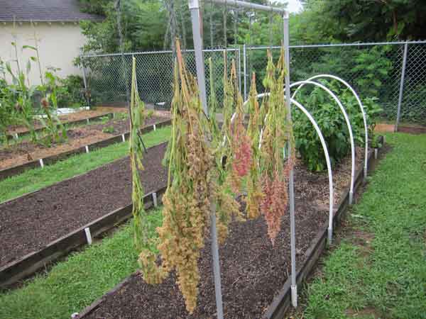 Harvesting quinoa from 

raised beds