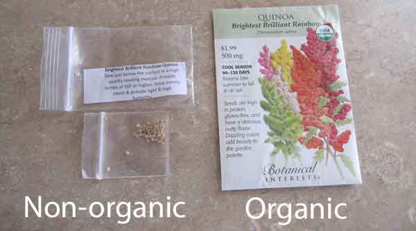 Quinoa seeds from Amazon