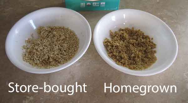 Homegrown quinoa 

vs store bought quinoa