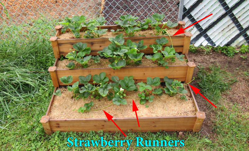 strawberry plant with runners