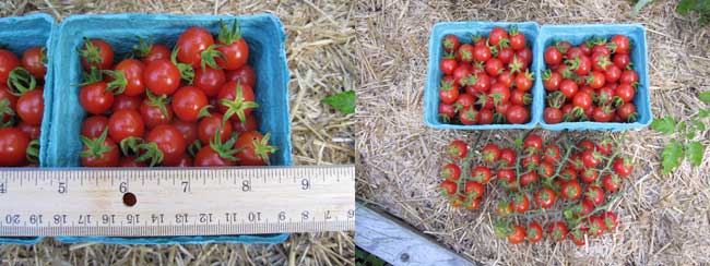Matt's Wild cherry tomato harvest