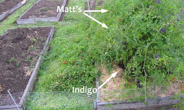 Matt's Wild and Indigo Apple tomatoes