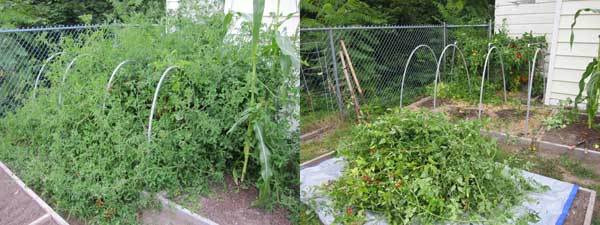 Matt's Wild cherry tomato plants