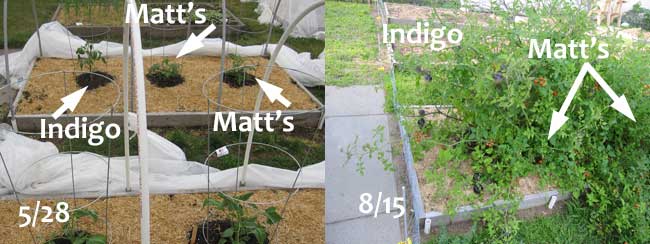 Matt's Wild cherry tomatoes