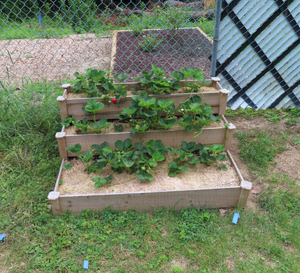 ozark beauty strawberries in raised bed
