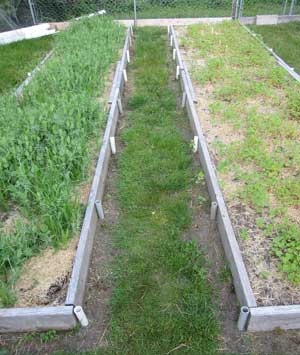 Vegetable garden cover crops