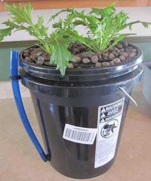 Hydroponic lettuces in a DWC bucket