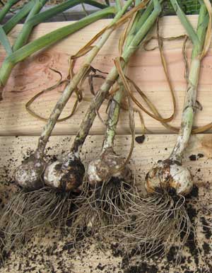 garlic harvest
