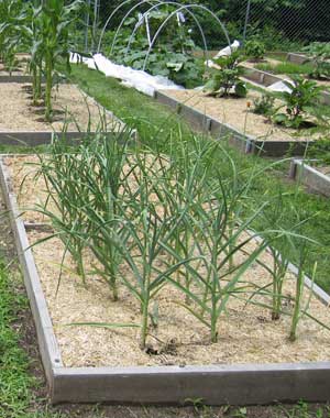 seed garlic nootka rose