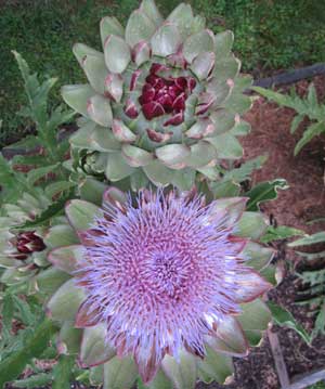 tavor artichokes