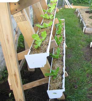 gutter gardening