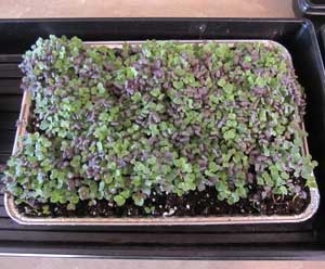 Growing microgreens in a basement