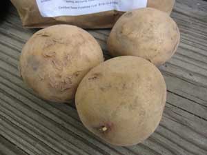 yukon gold potatoes