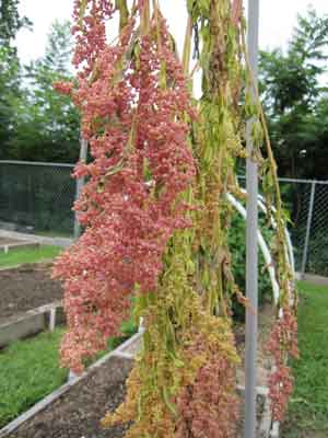 seed garlic nootka rose