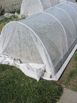 Agribon row cover