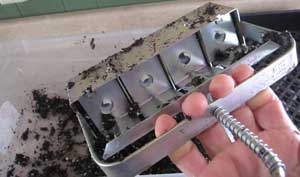 soil blocks in a seedling tray