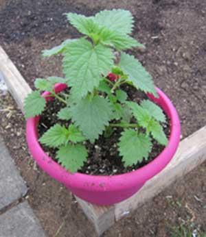 stinging nettle plant