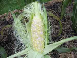 tavor artichokes
