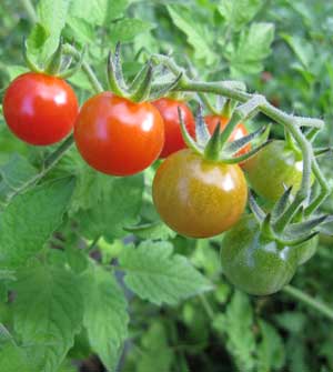 Matt's Wild cherry tomatoes